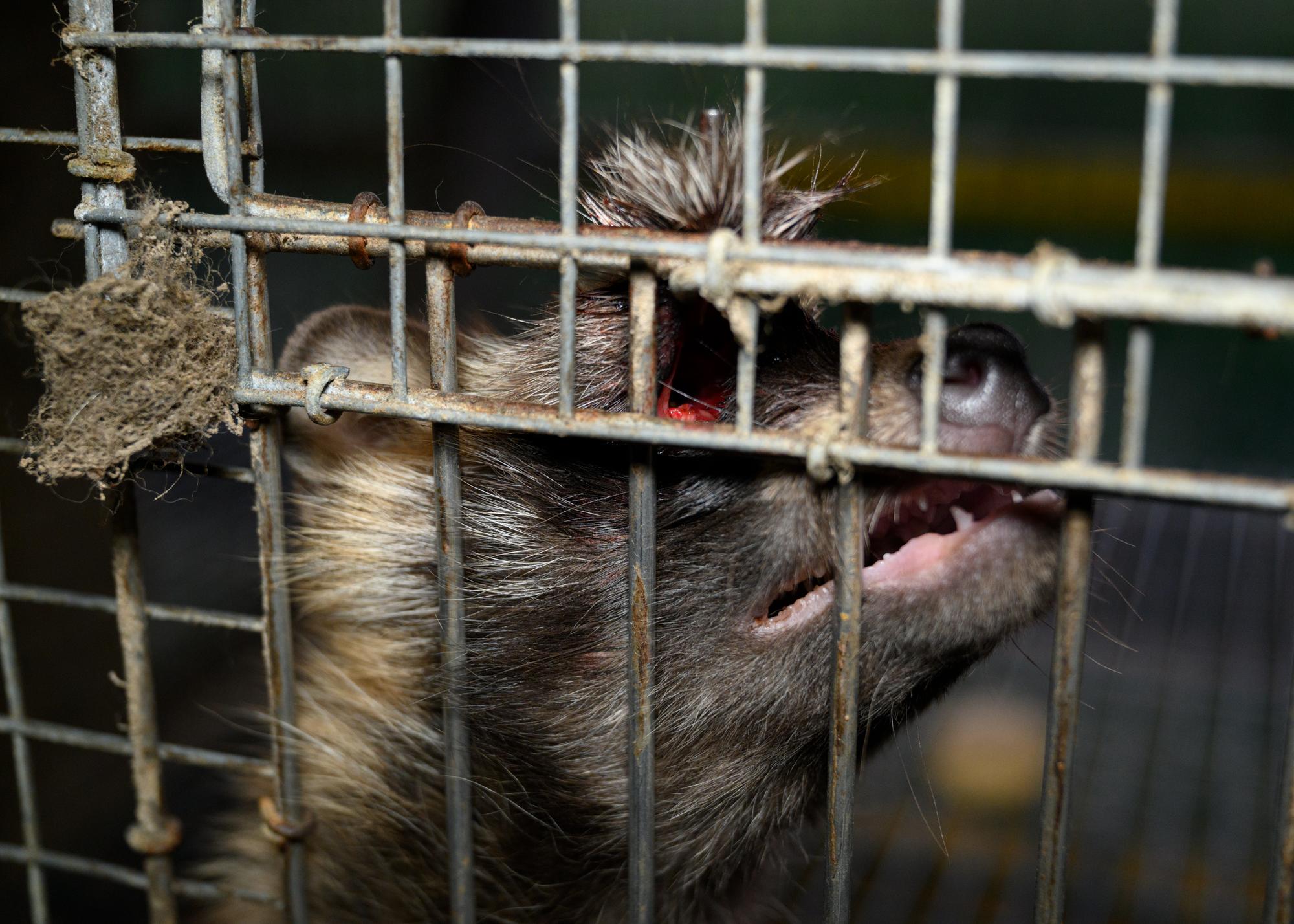 Investigación granjas peleteras Finlandia